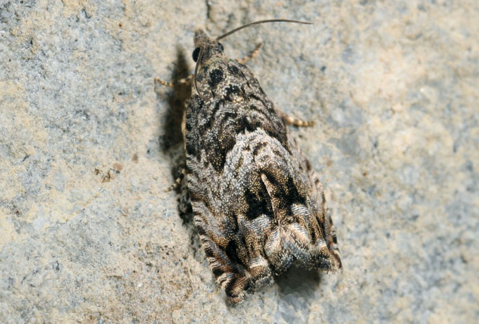 Tortricidae 34 - Cydia fagiglandana